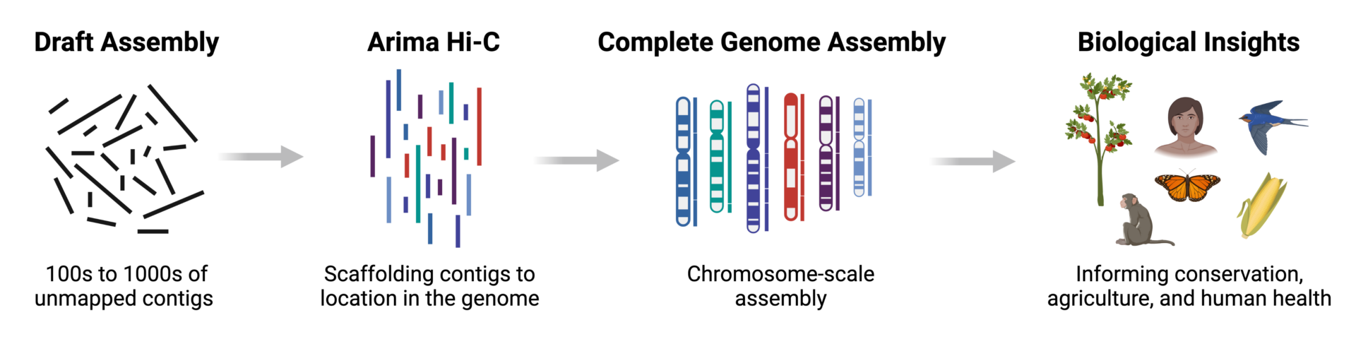 Genome Assembly Graphic
