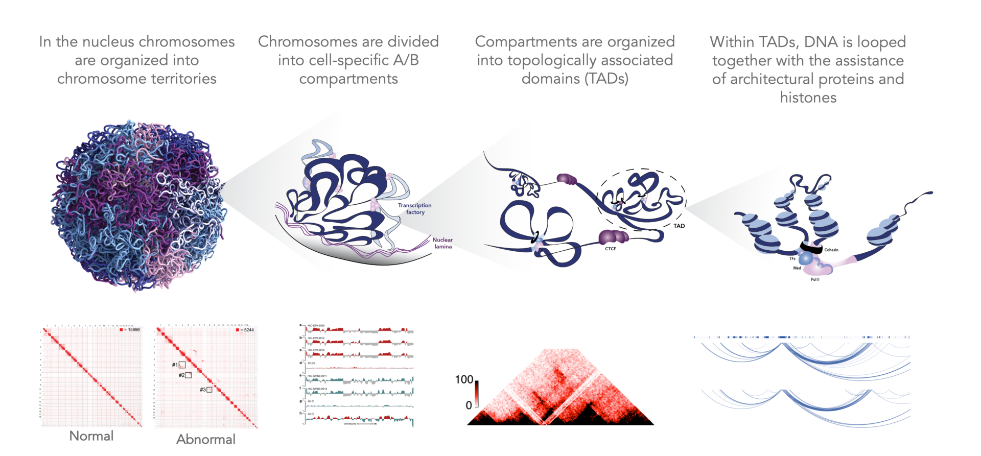 Genome wide HiC_3D Genome Structure_Image